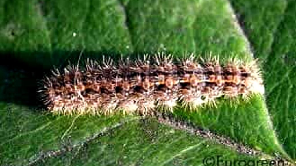 Larva di eilema caniola su una foglia