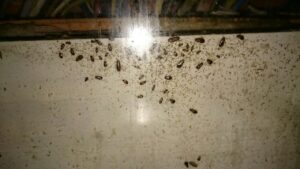 gruppo di blattelle germaniche su un muro di un azienda. Si vedono tutte le blatte accumulate in un angolo di un muro tutto sporco.