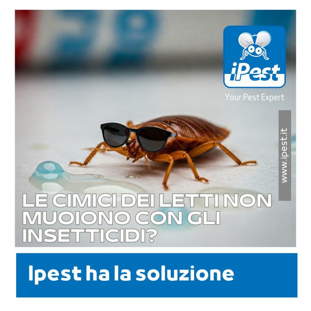 Disinfestazione cimici dei letti. Locandina con una cimice dei letti con occhiali da sole