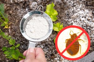 Disinfestazione cimici dei letti con terre di diatomee, si vede un colino con all'interno della terra di diatomee e a fianco un cartello di divieto con all'interno una cimice dei letti.