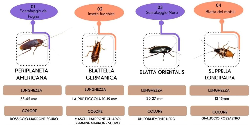 Disinfestazione blatte. schema identificativo con vari Tipi di blatte in Italia
