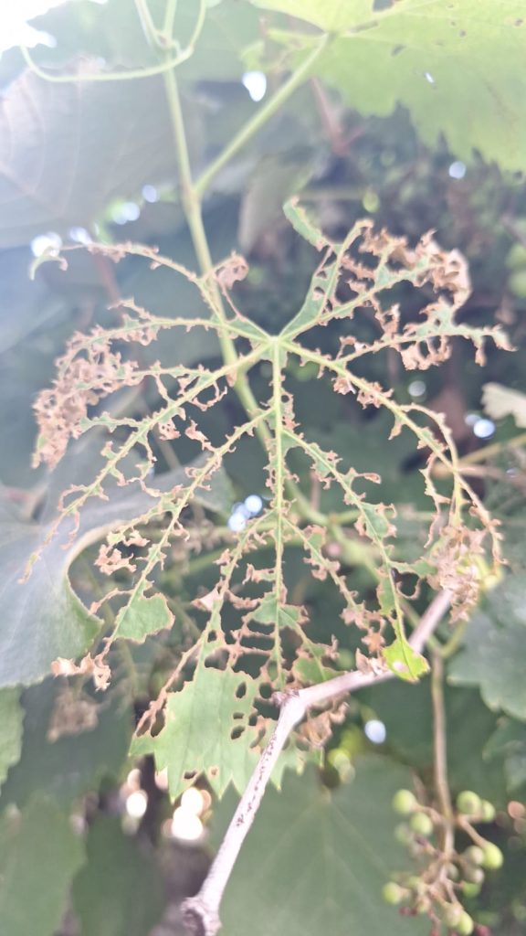 Foglia mangiata da una popillia japonica, Si vede la foglia mangiata dove sono rimaste solo le nervature