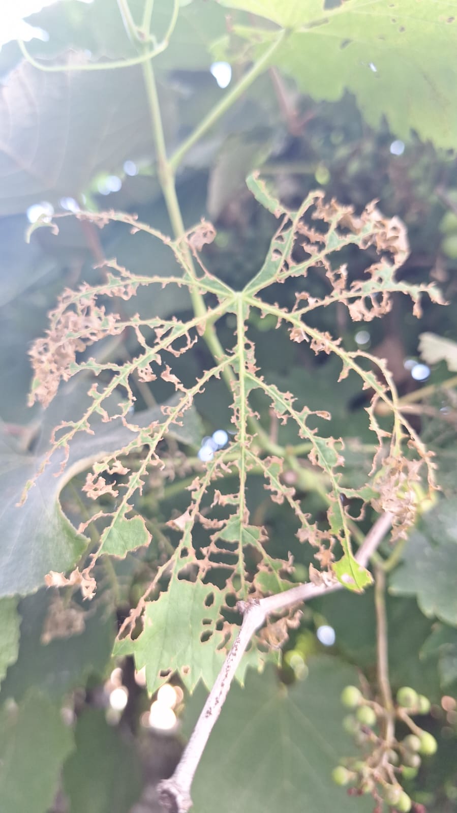 Foglia mangiata da una popillia japonica, Si vede la foglia mangiata dove sono rimaste solo le nervature