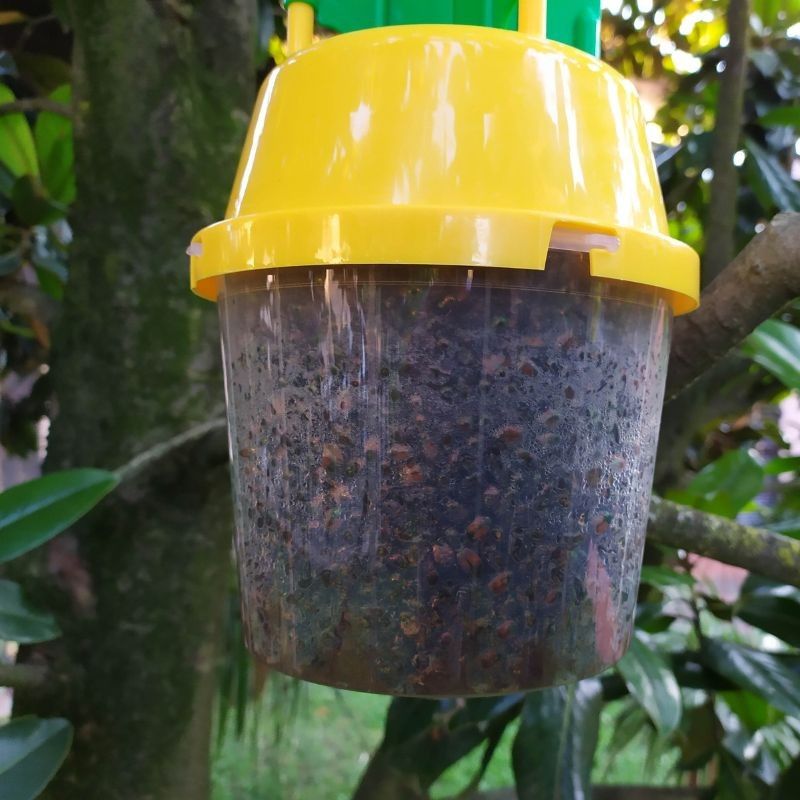 Trappola a Feromone per Popillia Japonica, si vede la trappola piena di insetti catturati