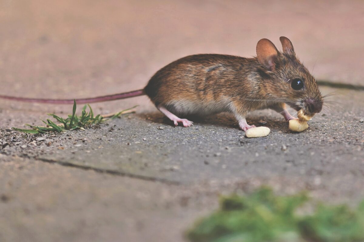 house-mouse-5213762_1920